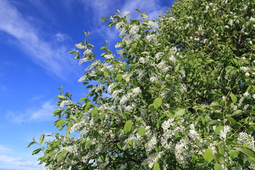 Flowering bird cherry