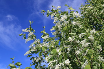 Flowering bird cherry