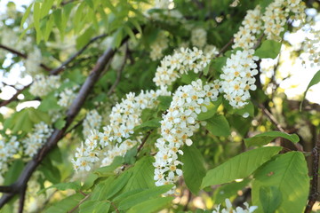 Flowering bird cherry