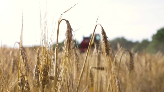 Close up of ear of corn in golden wheat field with thresher truck approaching on the background out of focus. Tractor farming.