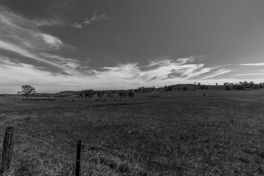 Black and White, Farmland, NSW, Australia