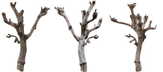 Single old and dead trees isolated on white background - Powered by Adobe