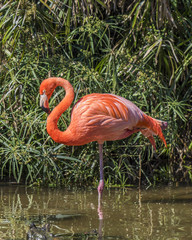 Flamingo