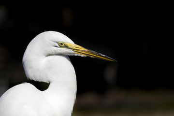 White Egret