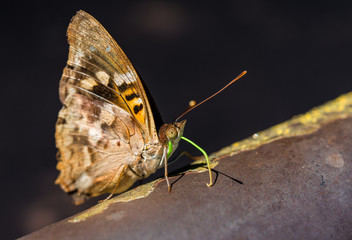 Close up macro photography of a colorful butterfly