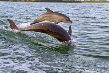Fototapeta premium Mother Bottlenose Dolphin and Her Young Play Together in Clearwater Bay