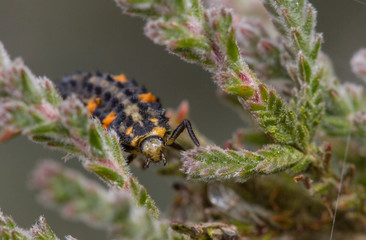 Seven-spot Ladybird larva - Coccinella septempunctata - larva