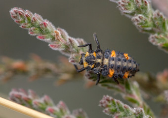 Seven-spot Ladybird larva - Coccinella septempunctata - larva