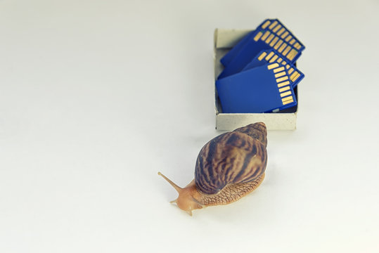 low speed concept, snails and flash drives - Powered by Adobe