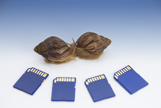 low speed concept, snails and flash drives - Powered by Adobe