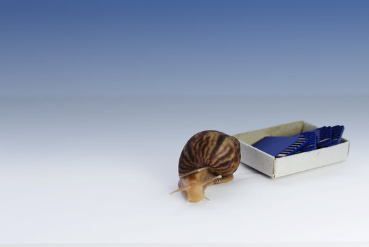 low speed concept, snails and flash drives - Powered by Adobe