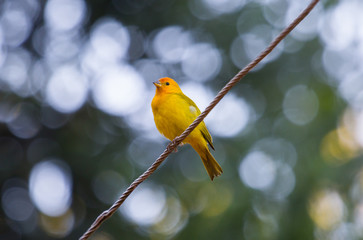 Yellow  Canary