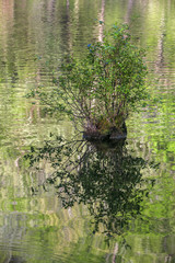 cypress knee and new growth, Mountain Fork River, southeast Oklahoma