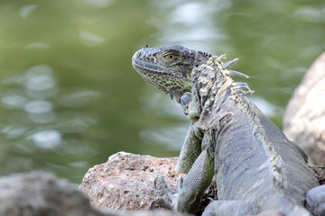 Obraz premium iguana sitting on ground with river background