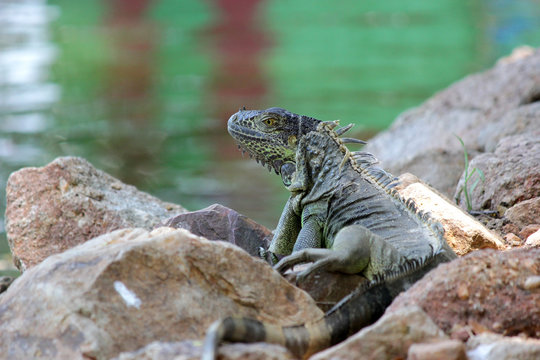  iguana sitting on ground with river background