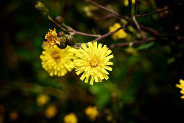 yellow flower