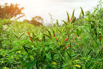 Red and green ripe chillies growing in field with sunlight.