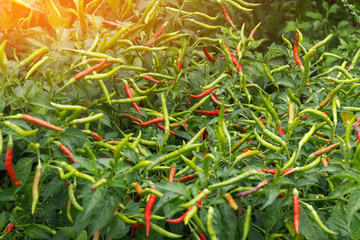 Fototapeta premium Red and green ripe chillies growing in field with sunlight.
