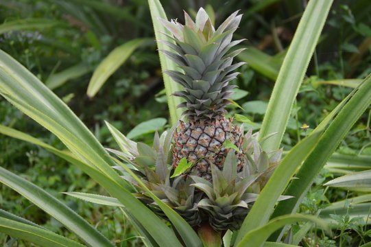 Pineapple in growth