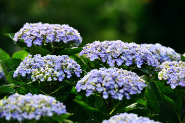 豊予海峡の紫陽花