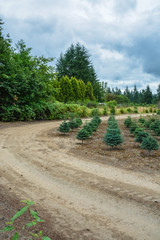 Planting stock of pine trees at the road on tree farm
