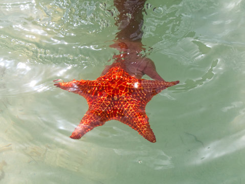 Caribbean Starfish In The Cayman Islands At Starfish Point