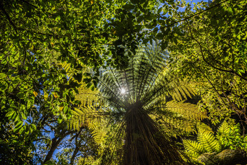 Ferns in the Caitlins forest park, South Island, New Zealand