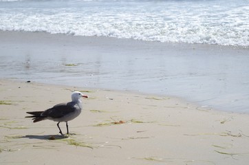 Seagull on Beach