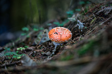 mushroom