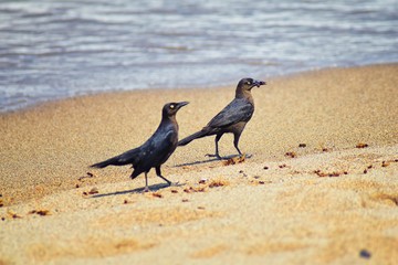 Great-tailed Grackle birds eating Winged Male Drone Leafcutter ants, dying on beach after mating flight with queen in Puerto Vallarta Mexico. Scientific name Atta mexicana, subfamily Myrmicinae of the