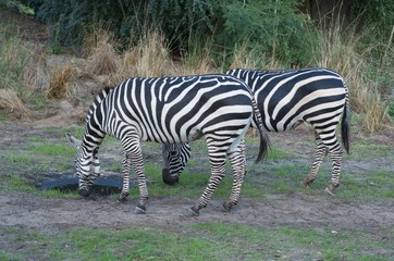 Fototapeta na wymiar Zebra's Drinking