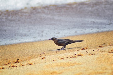 Great-tailed Grackle birds eating Winged Male Drone Leafcutter ants, dying on beach after mating flight with queen in Puerto Vallarta Mexico. Scientific name Atta mexicana, subfamily Myrmicinae of the