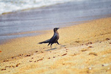 Great-tailed Grackle birds eating Winged Male Drone Leafcutter ants, dying on beach after mating flight with queen in Puerto Vallarta Mexico. Scientific name Atta mexicana, subfamily Myrmicinae of the