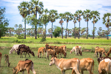 Herd of cattle It is a farming area,There are some meadows and trees. The atmosphere is closer to nature