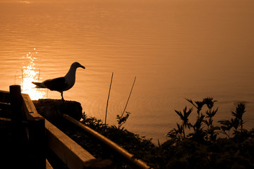 海と鳥と夕焼けと