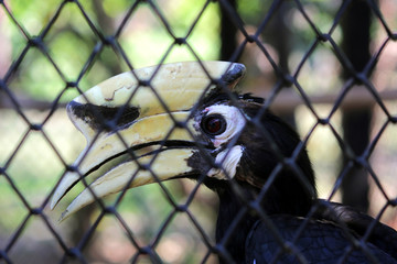 great hornbill buceros bicornis in cage
