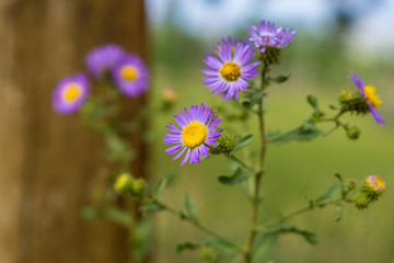 Isolated purple wild flower