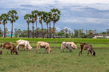 Herd of cattle It is a farming area,There are some meadows and trees. The atmosphere is closer to nature