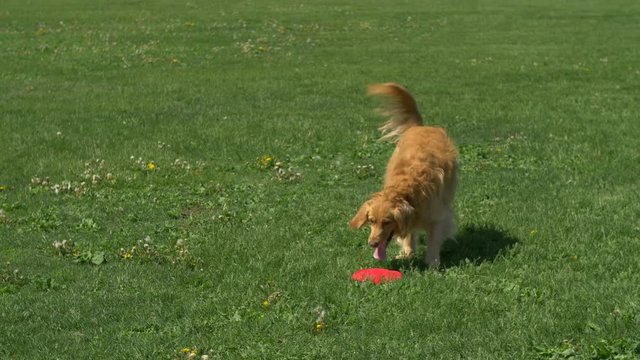 Wide shot dog frisbee fail, golden retriever misses catch and frisbee hits her in the face