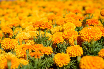 Tagetes in the garden. Tagetes garden flowers.The magic flowers genus is native to North and South America, but some species have become naturalized around the world. Selective focus.