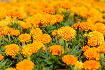 Tagetes in the garden. Tagetes garden flowers.The magic flowers genus is native to North and South America, but some species have become naturalized around the world. Selective focus.