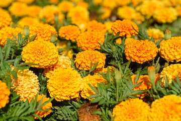 Tagetes in the garden. Tagetes garden flowers.The magic flowers genus is native to North and South America, but some species have become naturalized around the world. Selective focus.