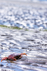 Crab on Beach at Low Tide