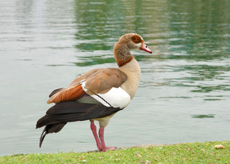 One adult Egyptian Goose standing on green grass next to a calm lake. Egyptian geese were considered sacred by the Ancient Egyptians, and appeared in much of their artwork.