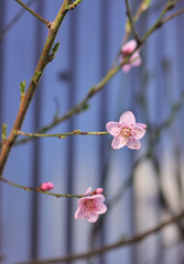 peach trees bloom in spring