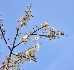 Beautiful cherry landscape