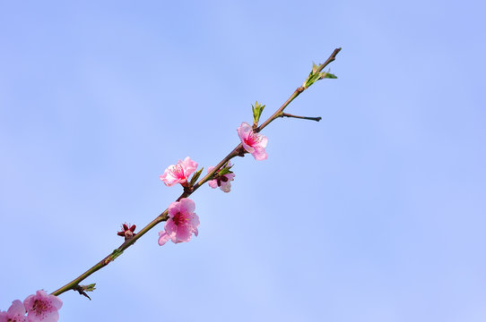 peach trees bloom in spring