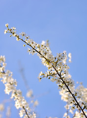 Cherry flowers on spring background