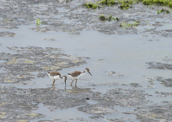 baby black necked stilt foraging for food in shallow marsh water. The young are so precocial that they can be seen swimming within two hours after hatching.