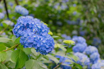 鎌倉明月院のアジサイ　一面　全面